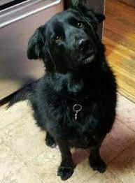 She is good with other dogs and friendly to all she meets. 22 Lab Golden Retriever Mix Ideas Golden Retriever Golden Retriever Mix Retriever