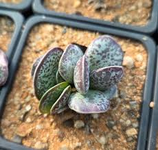 Image result for Cotyledon barbeyi