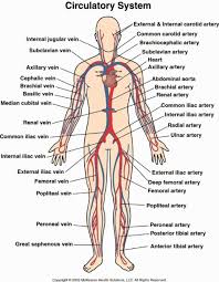Labeled Circulatory System Koibana Info Circulatory System Human Circulatory System Circulatory System Diseases