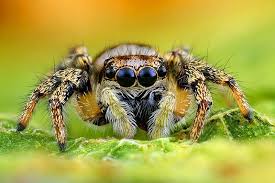 Bienen sind eine erstaunliche und pflegeleichte ergänzung für deinen bauernhof im garten. Heimische Spinnen 8 Beine 8 Augen 8 Arten Bluhendes Osterreich