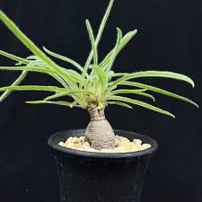 Image result for Ipomoea oenotherae