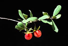 Image result for Diospyros lycioides