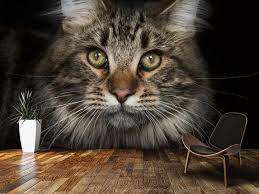 Cat Close Up Wall Mural Wallsauce Uk Wall Murals Animal Mural Mural