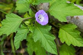 Image result for Nicandra physalodes