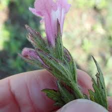 Image result for Graderia