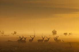 Een plek waar geen hoefdier uit zichzelf zou verblijven een plek waar geen ontsnappen mogelijk. Oostvaardersplassen Nationaal Park Nieuw Land Nationaal Park Nieuw Land