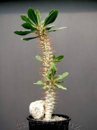 Image result for Euphorbia didiereoides