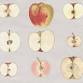 "The Lost Apples Project" Museum After Hours