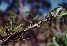 Image result for Nectaropetalum carvalhoi
