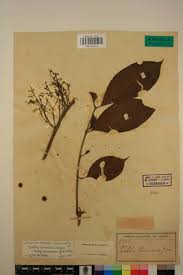 Image result for Trichilia prieuriana