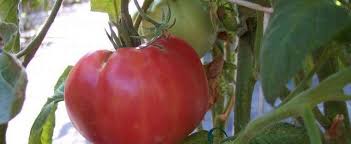 Brandywine red tomato will grow to be about 6 feet tall at maturity, with a spread of 3 feet. Tomato Lycopersicon Lycopersicum Brandywine Sudduth Strain