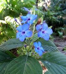 Image result for Eranthemum pulchellum