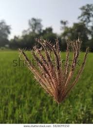 Image result for Chloris gayana