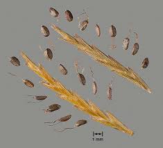 Image result for Cyperus esculentus