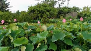 桃園觀音區蓮荷園休閒農場，有秘境、蓮子冰和大王蓮！ - 嫺人的好日子