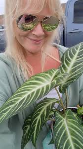 Hello everyone this are my baby's.... I'm new to this I never had or take  care plants before. Since I work at home depot in garden I started to fall  in love