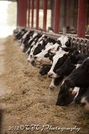 Dairy Farm Tour Noblehurst Farms Kimversations Dairy Farms Farm Life Dairy Cattle