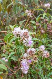 Image result for Vernonia lasiopus