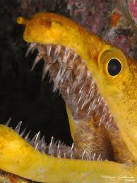 12 Real Life Animals That Are Basically Monsters Deep Sea Creatures Underwater Creatures Animals