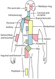 The human digestive system is the means by which tissues and organs receive nutrients to function. List Of Lymph Nodes Of The Human Body Wikipedia