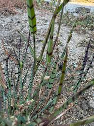 Image result for Echinochloa colona