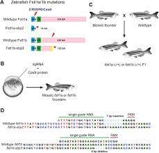 The heart has four chambers: Zebrafish Follistatin Like 1b Regulates Cardiac Contraction During Early Development Biorxiv