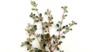 Image result for Glinus lotoides