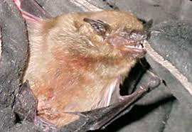 Image result for Bat Bite