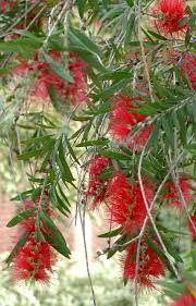 Jatropha is a tropical tree that grows in the southern part of the country. Spring Blooms University Of Arizona Campus Arboretum