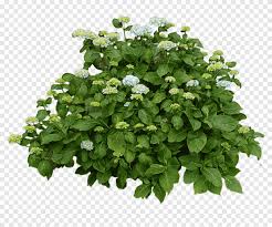 They bloom on top of dark green leaves. White And Yellow Flowers With Green Leaves Bush And Flowers Nature Bushes And Branches Png Pngegg