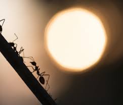 This list will help you pick the right pro exterminator in eugene, or. Pest Control Vs Exterminator What S The Difference The Bug Man