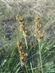 Image result for Carex chlorosaccus
