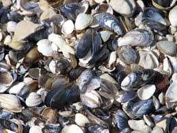 Check spelling or type a new query. Health Officials Warn Of Arsenic Levels In Hand Dug Clams Opb