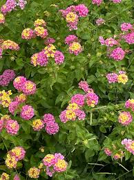 Image result for Antherothamnus