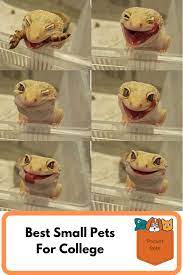 Best Small Pets For College Students Best Small Pets Small Pets Apartment Pets Small