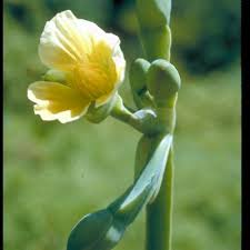 Image result for Limnocharitaceae