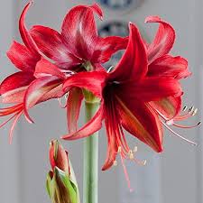 We did not find results for: Amaryllis Bogota Exotic Amaryllis Bulb Cybister Amaryllis 5 Bulbs Pkt Amazon In Garden Outdoors
