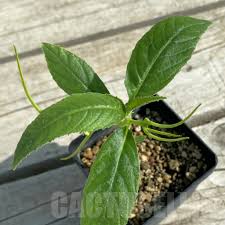 Image result for Dorstenia psilurus