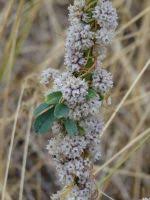 Image result for Cuscuta approximata