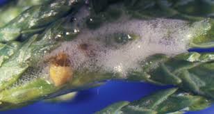 Physically remove them by hand. Spittlebugs Integrated Pest Management