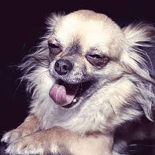 This is a pretty common part of puppy life, and only an. Best Dog Asthma Treatments Helping Them Breathe Easier Petcarerx