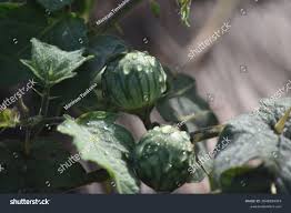 Image result for Solanum aculeatissimum