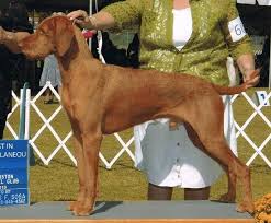 Vizsla puppies for sale texas. Wirehaired Vizslas High Honors M Z A Tribute To Wirehaired Vizslas Making History Champion Wirehaired Vizslas Wirehaired Vizsla Registry Jayney S Creative Works Jcw