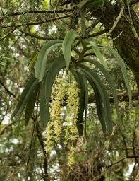 Image result for Diaphananthe