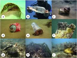 Enjoy the beauty of the planted aquariums, and aquatic plants by green aqua. Marine Litter Disrupts Ecological Processes In Reef Systems Sciencedirect
