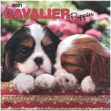Check spelling or type a new query. Cavalier King Charles Spaniel Puppies Cavalier King Charles Spaniel Welpen Von Cavalier Puppies 2021 Kalender Portofrei Bestellen