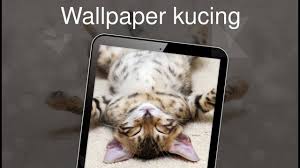 Wallpaper Kucing 4k Youtube 5000+ gambar kucing lucu, imut dan paling menggemaskan sedunia.