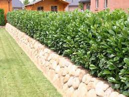 Eine hecke ist nach wie vor der beliebteste sichtschutz im garten. Heckenpflanzen Die Beste Hecke Fur Den Garten Online Kaufen