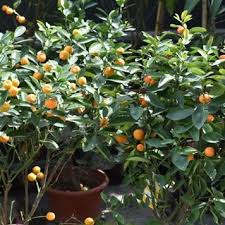 Mandarin is the group name given to several classes of small oranges that includes mandarins, satsumas, clementines and tangerines which all belong to the species citrus reticulata and the satsuma mandarin citrus unshiu.generally, mandarin trees are small and spiny with long, slender branches. Citrus Mandarin Orange Exoticplantsouq Indoor Plants Outdoor Plants Plant Pots