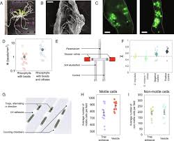 Image result for Genlisea hispidula